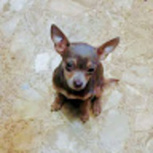 Meet your Posher, Tommy